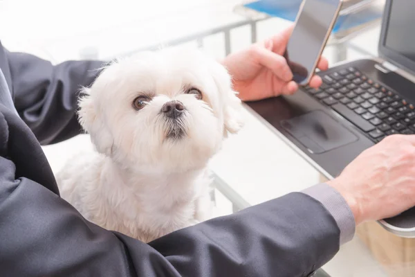Trabajar con el perro en la oficina — Foto de Stock