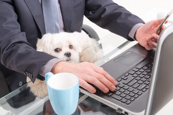 Trabalhando com cão no escritório — Fotografia de Stock