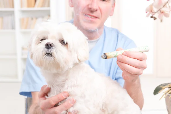 Moxa tedavi yapıyor veteriner — Stok fotoğraf
