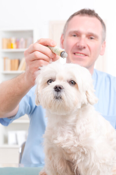 Вет, делающий лечение моксой
