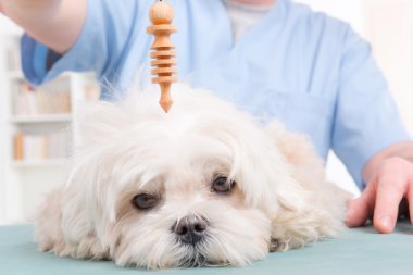 Therapist or vet using pendulum clipart