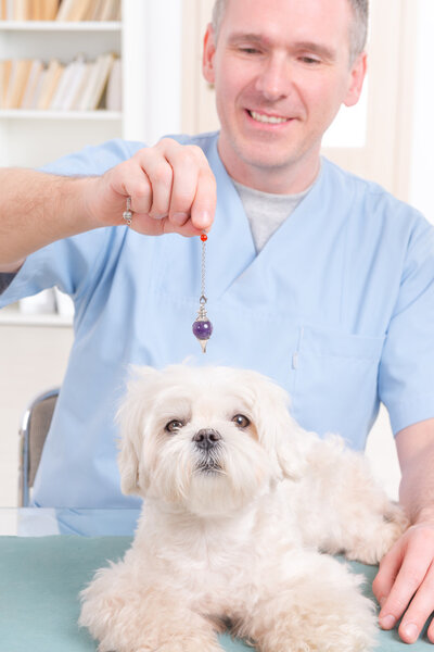 Терапевт или ветеринар с помощью маятника
