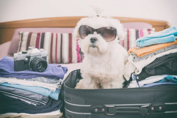 Собака сидит в чемодане — стоковое фото