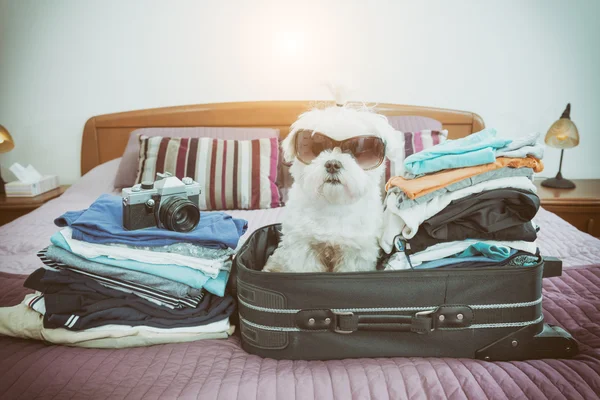 Hund sitzt im Koffer — Stockfoto