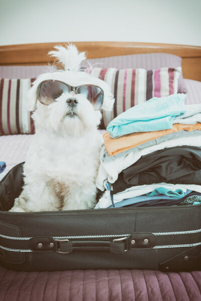 Собака сидит в чемодане
