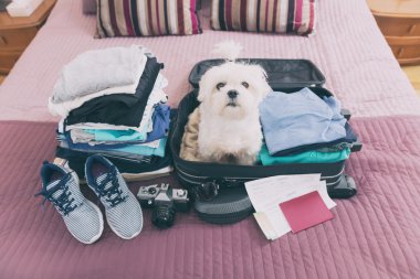 Bavulun içinde oturan köpek