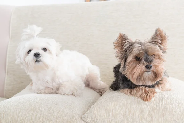 Kanepe üzerinde iki köpek — Stok fotoğraf