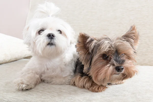 Zwei Hunde auf dem Sofa — Stockfoto