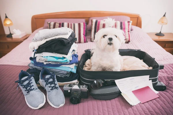 Perro sentado en la maleta —  Fotos de Stock