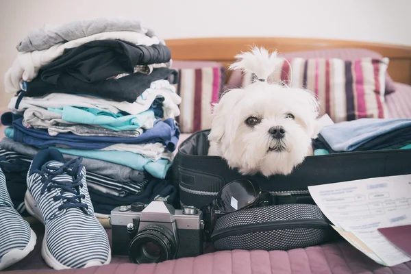 Hunden sitter i resväskan — Stockfoto