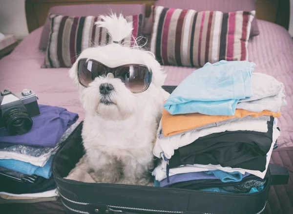 Cão sentado na mala — Fotografia de Stock