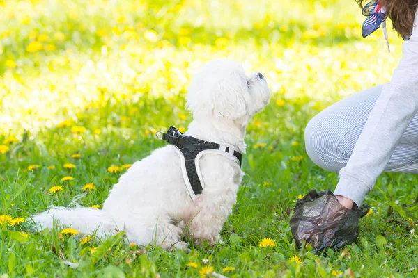 Raccogliere cacca di cane — Foto Stock