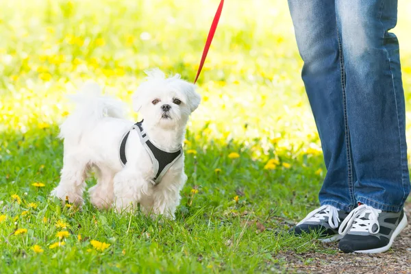 Spacery z psem — Zdjęcie stockowe