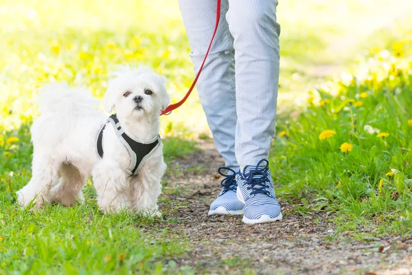 Caminhando com cão — Fotografia de Stock