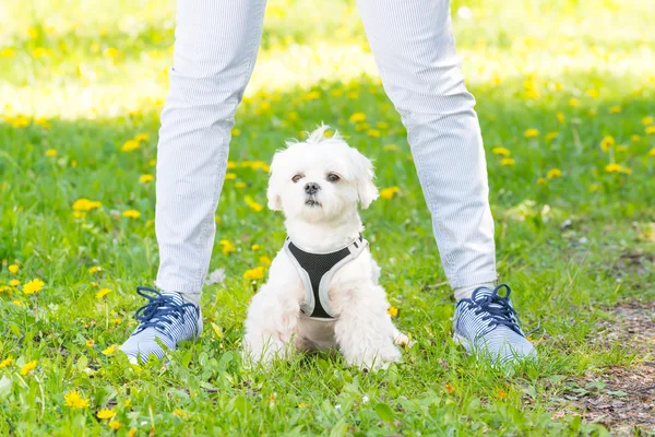 Walking with dog — Stock Photo, Image