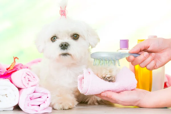 Lilla hunden på spa — Stockfoto