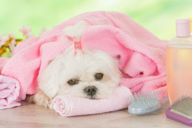 Küçük köpek Spa
