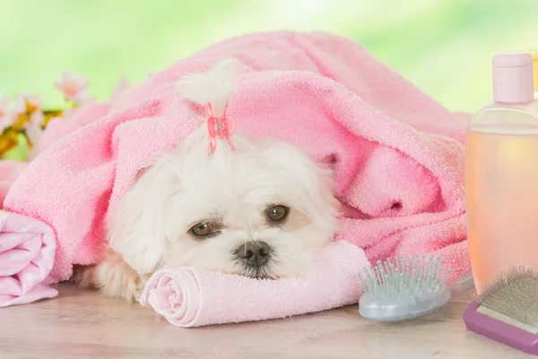 Lilla hunden på spa — Stockfoto