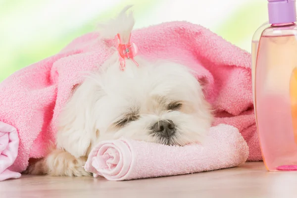 Mały pies o spa — Zdjęcie stockowe