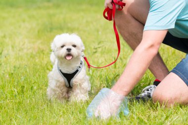 köpek boku alarak