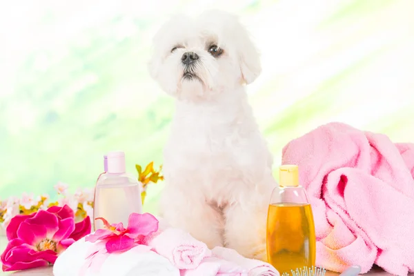 Cão pequeno no spa — Fotografia de Stock