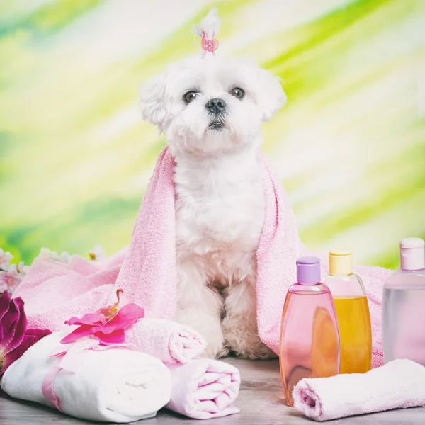 Perro pequeño en el spa —  Fotos de Stock