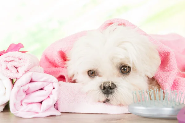 Cão pequeno no spa — Fotografia de Stock