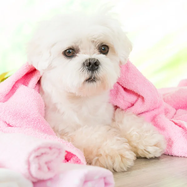 Cão pequeno no spa — Fotografia de Stock