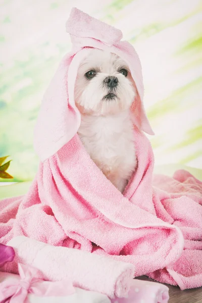 Petit chien au spa — Photo