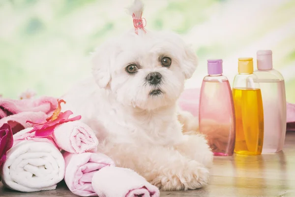 Hondje in spa — Stockfoto