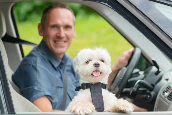 Cane che viaggia in macchina — Foto Stock