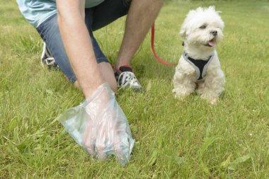 Plastik torba ile köpek sonra temizlik sahibi