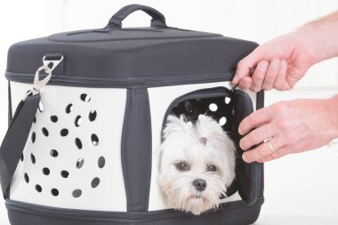 Taşıyıcıda ya da çantada oturan küçük bir köpek maltosu. Yolculuğu bekliyor.