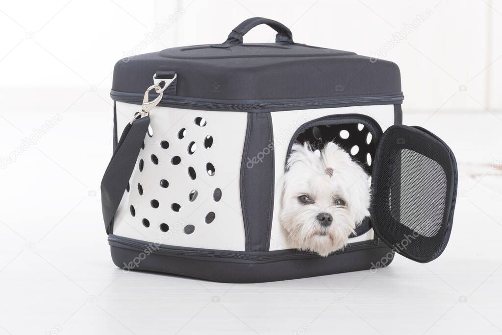 Small dog maltese sitting in transporter or bag and waiting for a trip