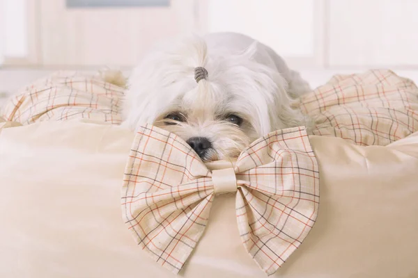 Schattig Jong Maltees Liggend Zijn Bed Thuis — Stockfoto