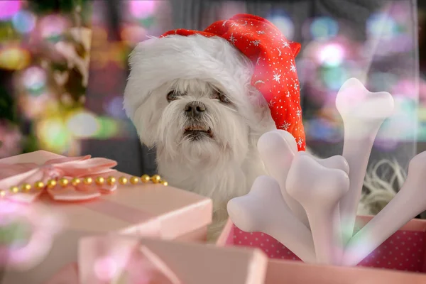 A little Maltese dog dressed in Santa\'s hat is sitting at the table with presents for Santa and Christmas. In one of the boxes is also a gift for him a lot of bones.