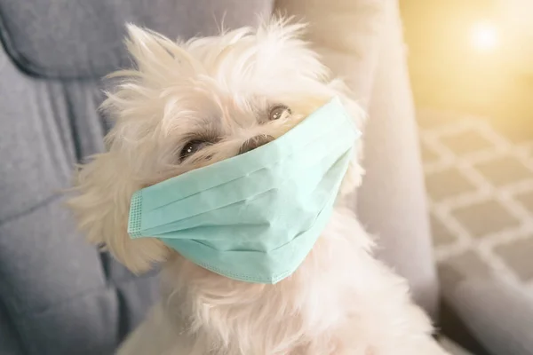 Little white dog sits on an armchair wearing a surgical mask. The concept of antiviral, quarantine or allergy protection and other topics related to animal and human safety