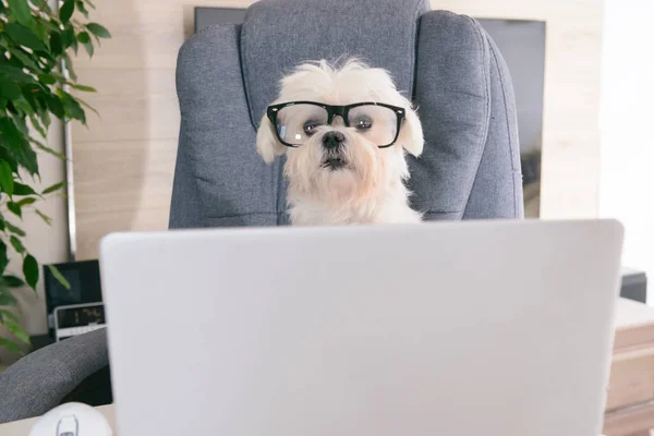 Petit Chien Intelligent Blanc Fonctionne Avec Ordinateur Ses Lunettes Lui — Photo