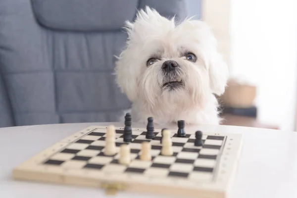 Little white intelligent dog, maltese plays chess,  sits on an armchair at the table