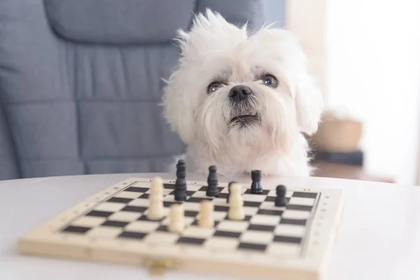 Pequeño Perro Blanco Inteligente Maltés Juega Ajedrez Sienta Sillón Mesa — Foto de Stock