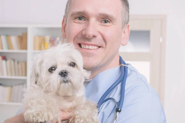 Veterinário Feliz Com Pequeno Cão Maltês Estetoscópio — Fotografia de Stock