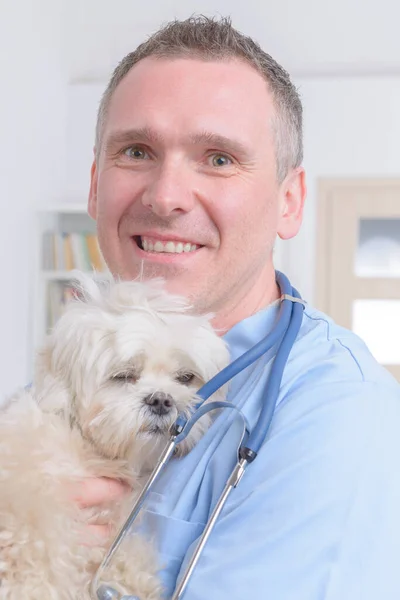 Veterinário Feliz Com Pequeno Cão Maltês Estetoscópio — Fotografia de Stock