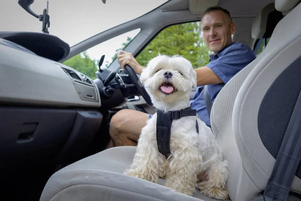 Small dog maltese in a car his owner in a background. Dog wears a special dog car harness to keep him safe when he travels.