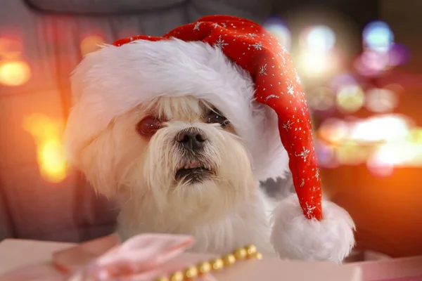 Little Maltese Dog Dressed Santa Hat Sitting Table Presents Santa — Stock Photo, Image