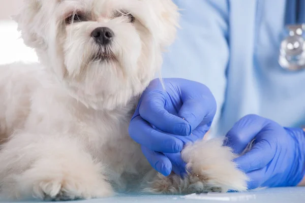 Vet Doing Acupuncture Treatment Dog Head — стоковое фото
