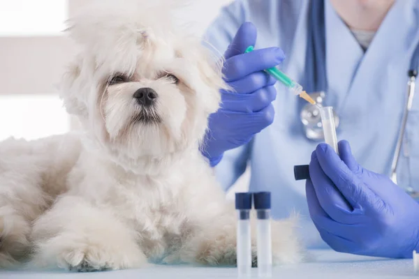 Liten Maltesisk Hund Veterinärkontoret Veterinär Med Stetoskop Bakgrunden — Stockfoto