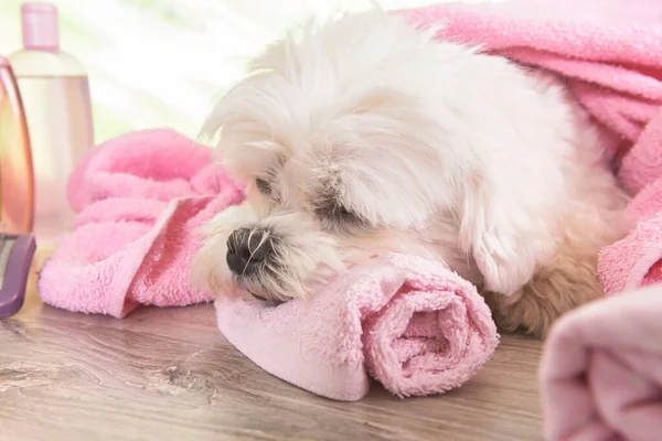 Kleiner Hund Ruht Sich Nach Der Pflege Bad Aus — Stockfoto