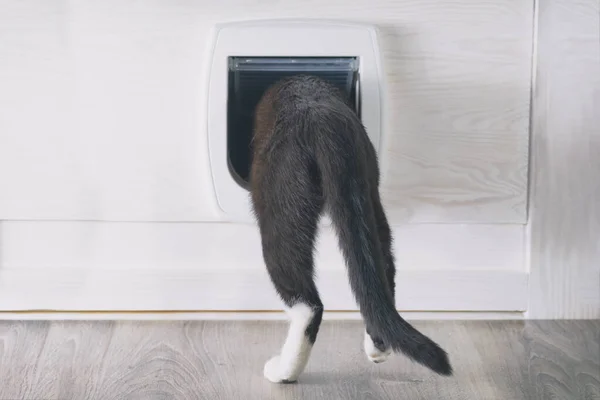 Cat Passing Cat Door Home — Stock Photo, Image