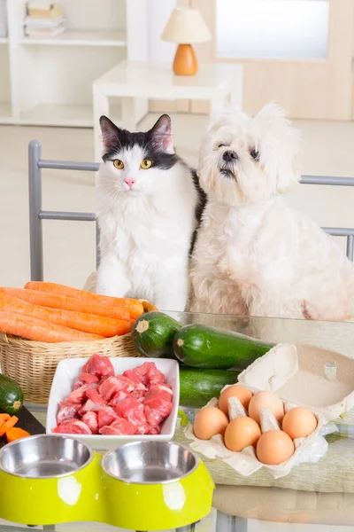 Mały Pies Kot Obserwują Przygotowanie Naturalnej Żywności Ekologicznej Dla Zwierząt — Zdjęcie stockowe