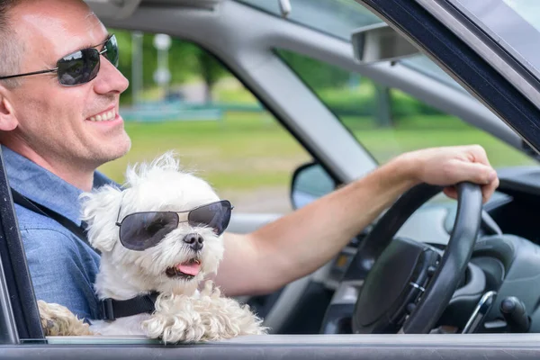 Liten Hund Maltesiska Bil Med Öppet Fönster Och Hans Ägare — Stockfoto